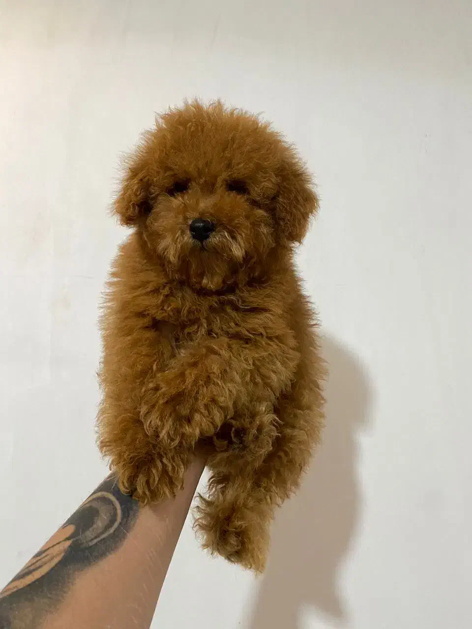 پودل مینیاتور|سگ|تهران, بهارستان|دیوار