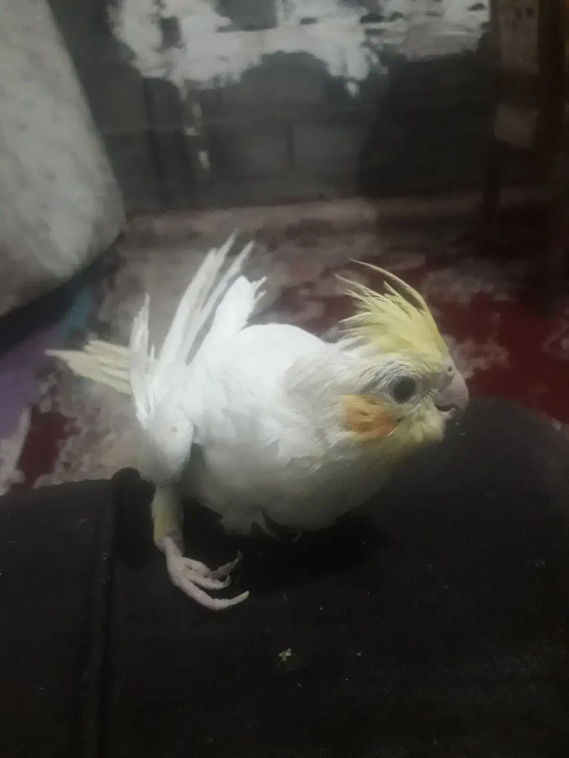 پرنده فقد ۱۵۰ هزار تومن|پرنده|هادی شهر, |دیوار