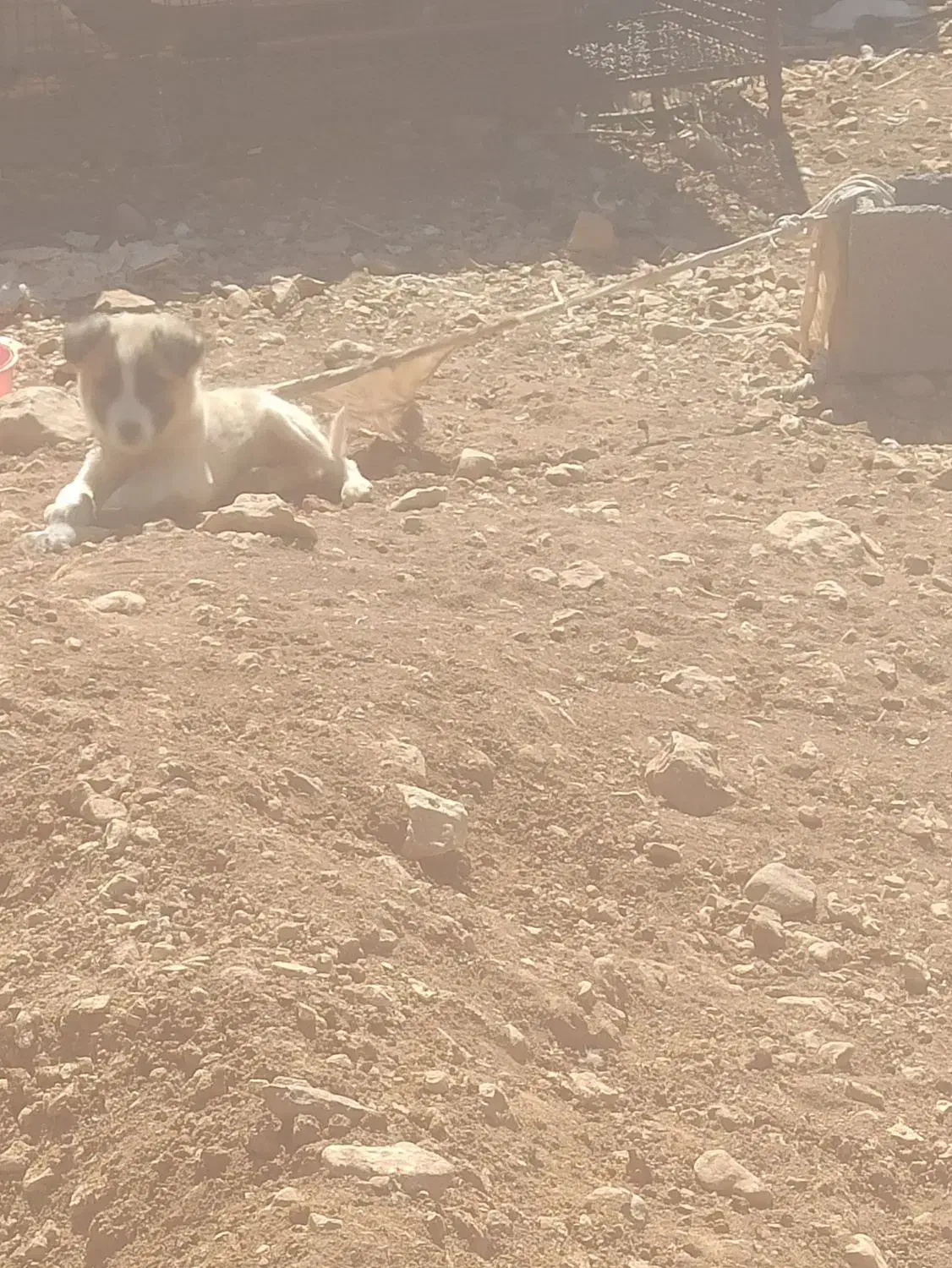 ۳ عدد سگ ماده.بایک عدد سگ نر دوتاش واگذاری هستن|سگ|چیتاب, |دیوار