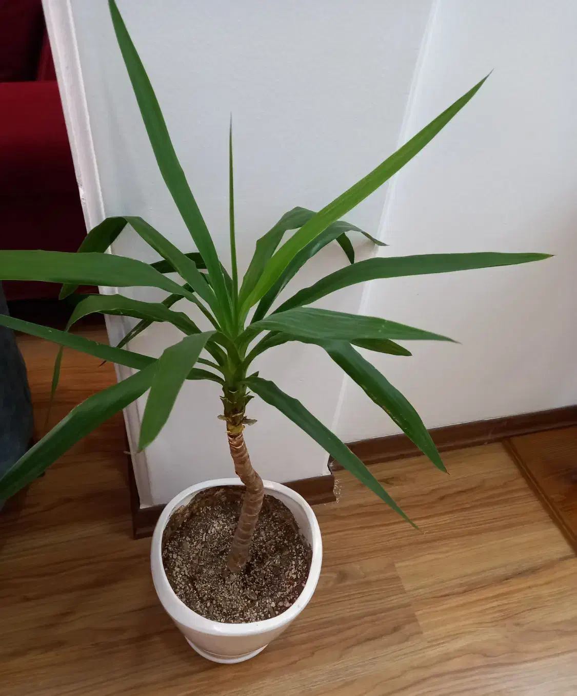 گلدان یوکا طبیعی|گل و گیاه طبیعی|کرمان, |دیوار