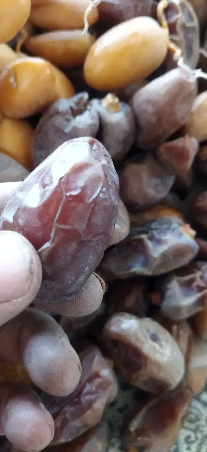 پاجوش خرما|گل و گیاه طبیعی|نورآباد ممسنی, |دیوار