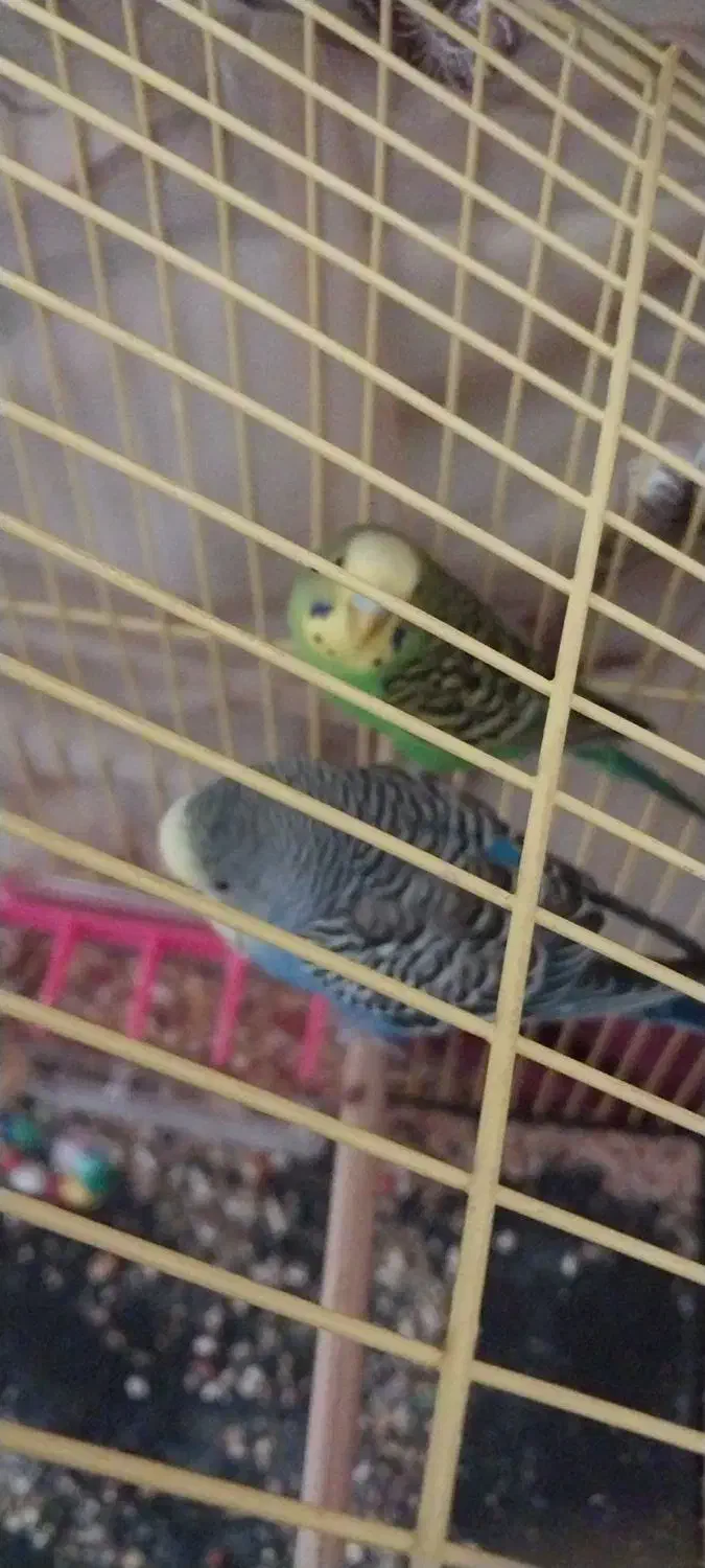 مرغ عشق های مولد و خریدار طوطی برزیلی و مینا و ع|پرنده|تبریز, |دیوار