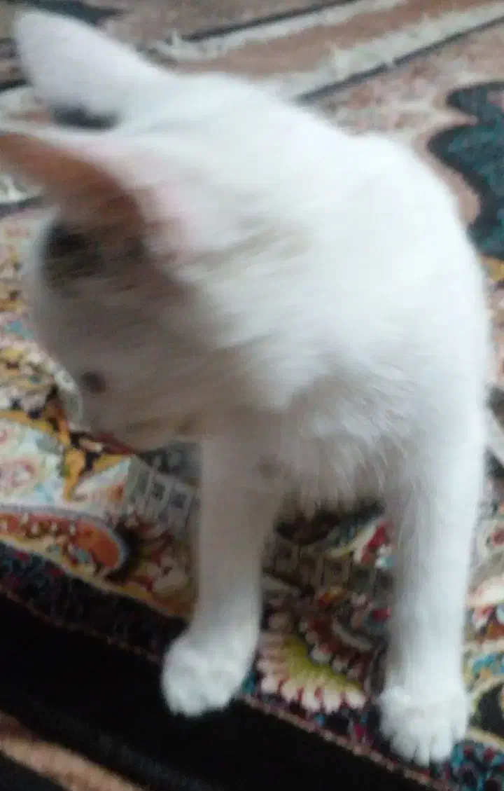 گربه واگذاری|گربه|آزادشهر, |دیوار