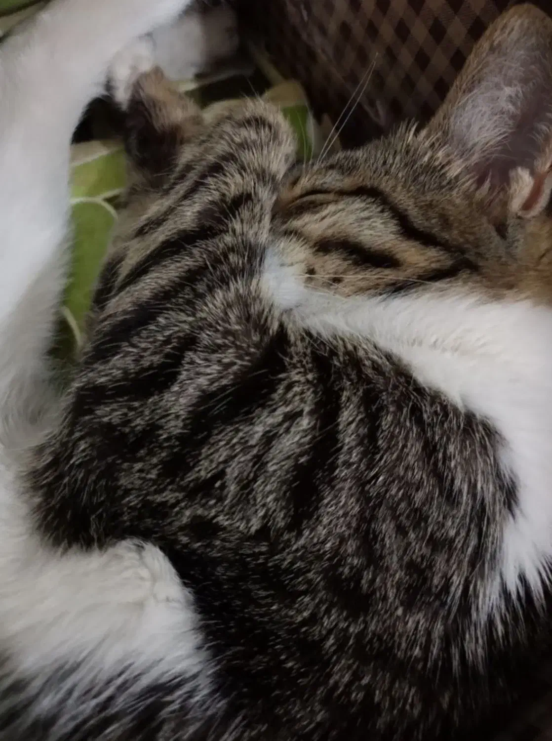 گربه ی گمشده|گربه|سلماس, |دیوار