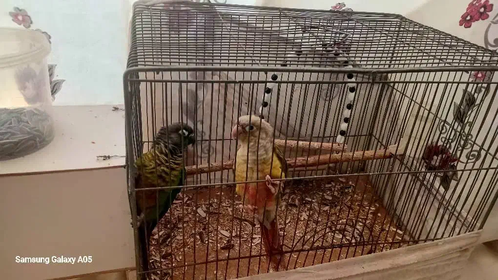 نرماده۱ساله گرینچیک.کارداده|پرنده|خمینی‌شهر, |دیوار