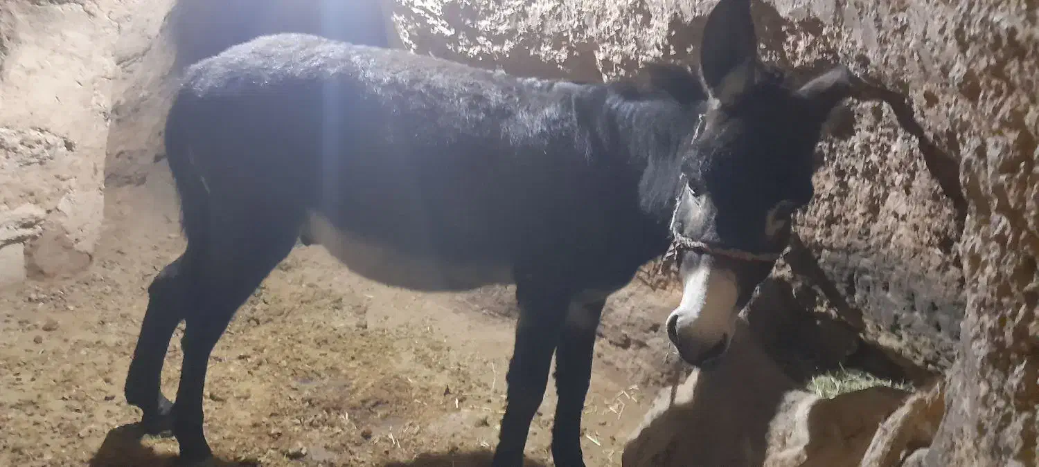 الاغ نر سالم|حیوانات مزرعه|بیجار, |دیوار