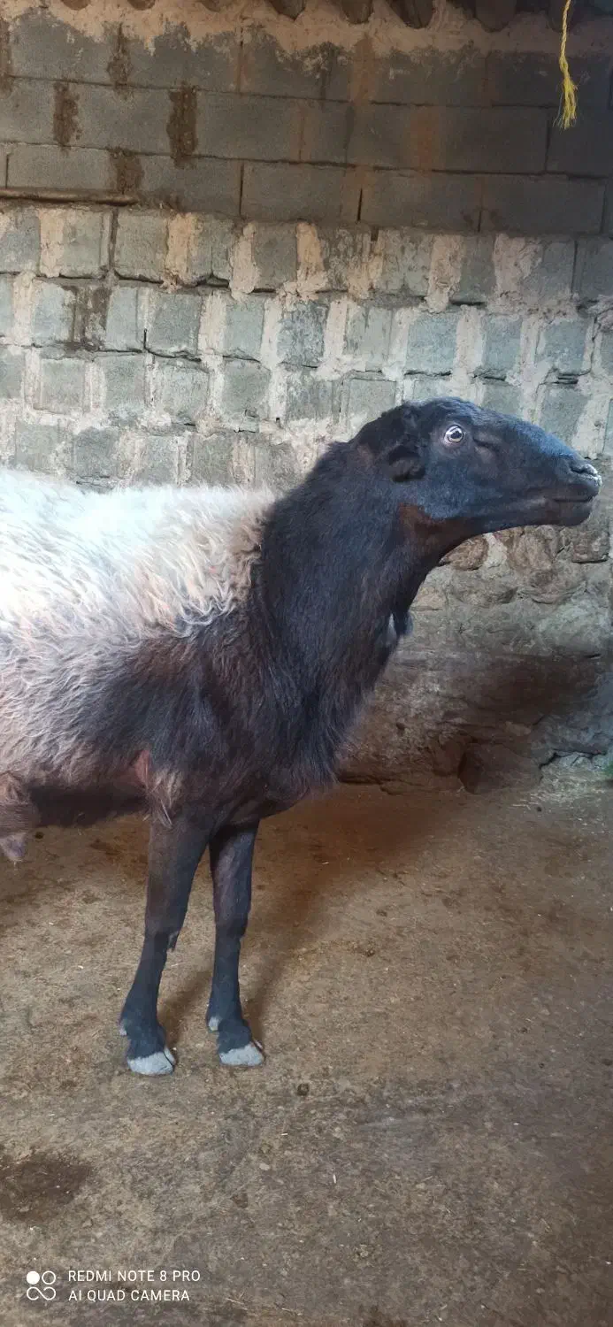 قوچ افشار|حیوانات مزرعه|دینور, |دیوار