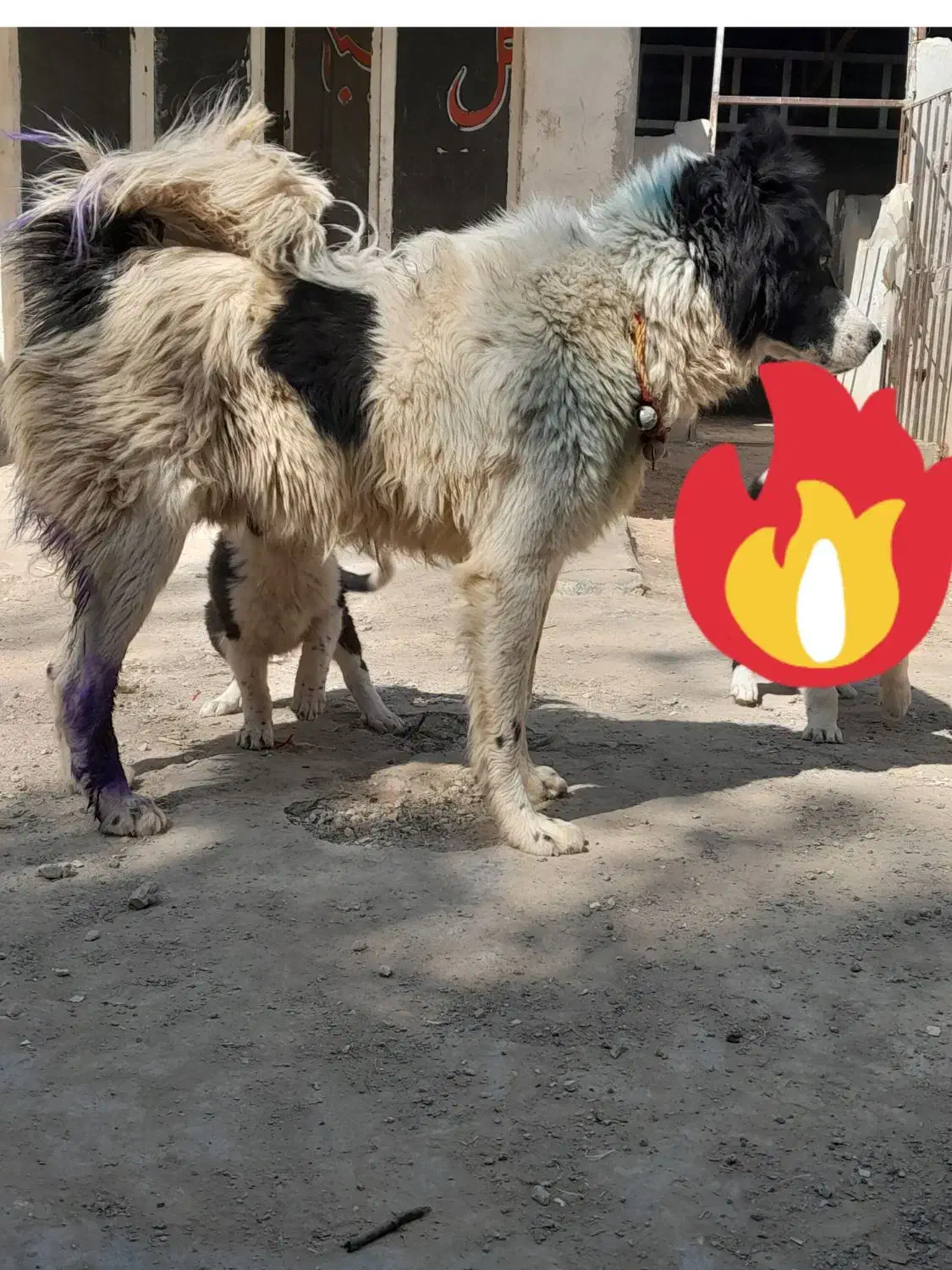 سگ نر|سگ|خمینیشهر, |دیوار