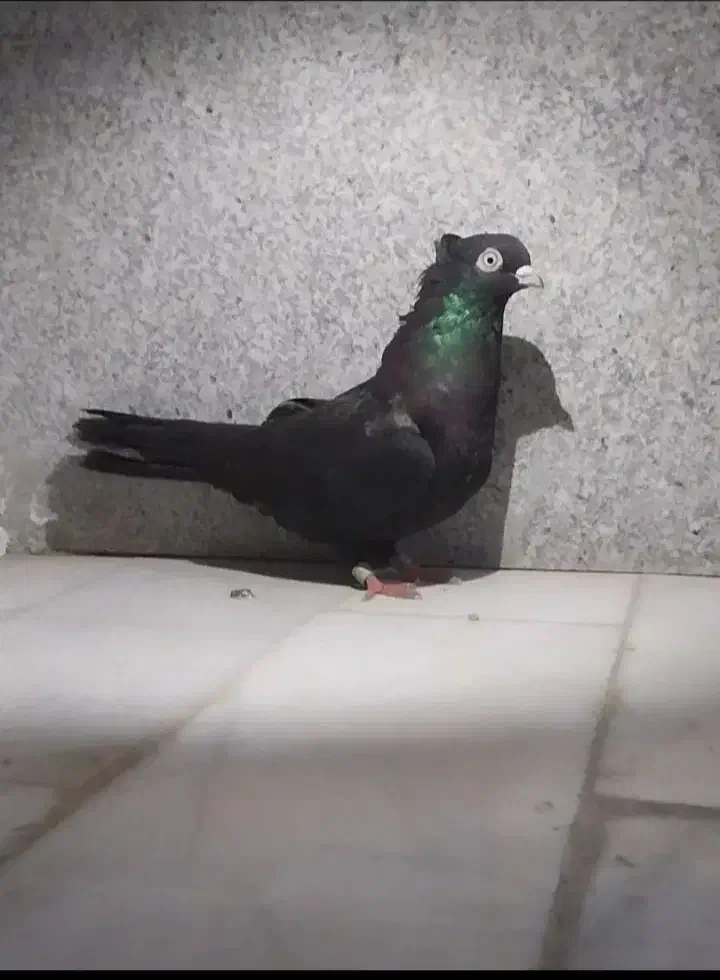 کبوتر پرشی|حیوانات|مینودشت, |دیوار