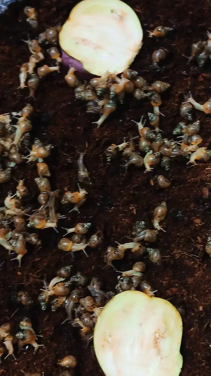 حلزون البینو حلزون تراپی|خزنده|هشتگرد, قاسم آباد بزرگ|دیوار