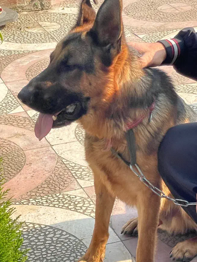 ژرمن ورک شیب دار نر|سگ|چاف و چمخاله, |دیوار