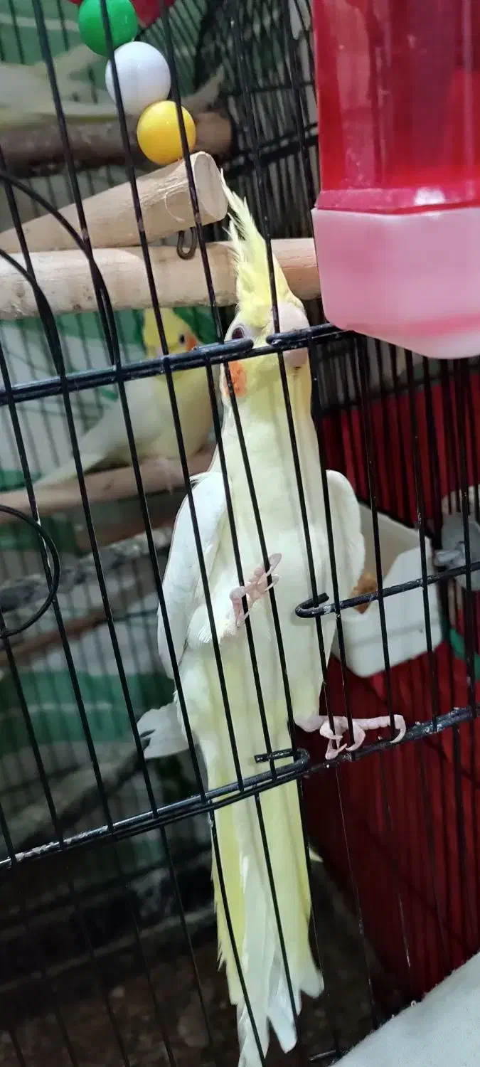 جفت عروس هلندی مولد با جوجه و دو جفت مرغ عشق مولد|پرنده|حمیدیه, |دیوار