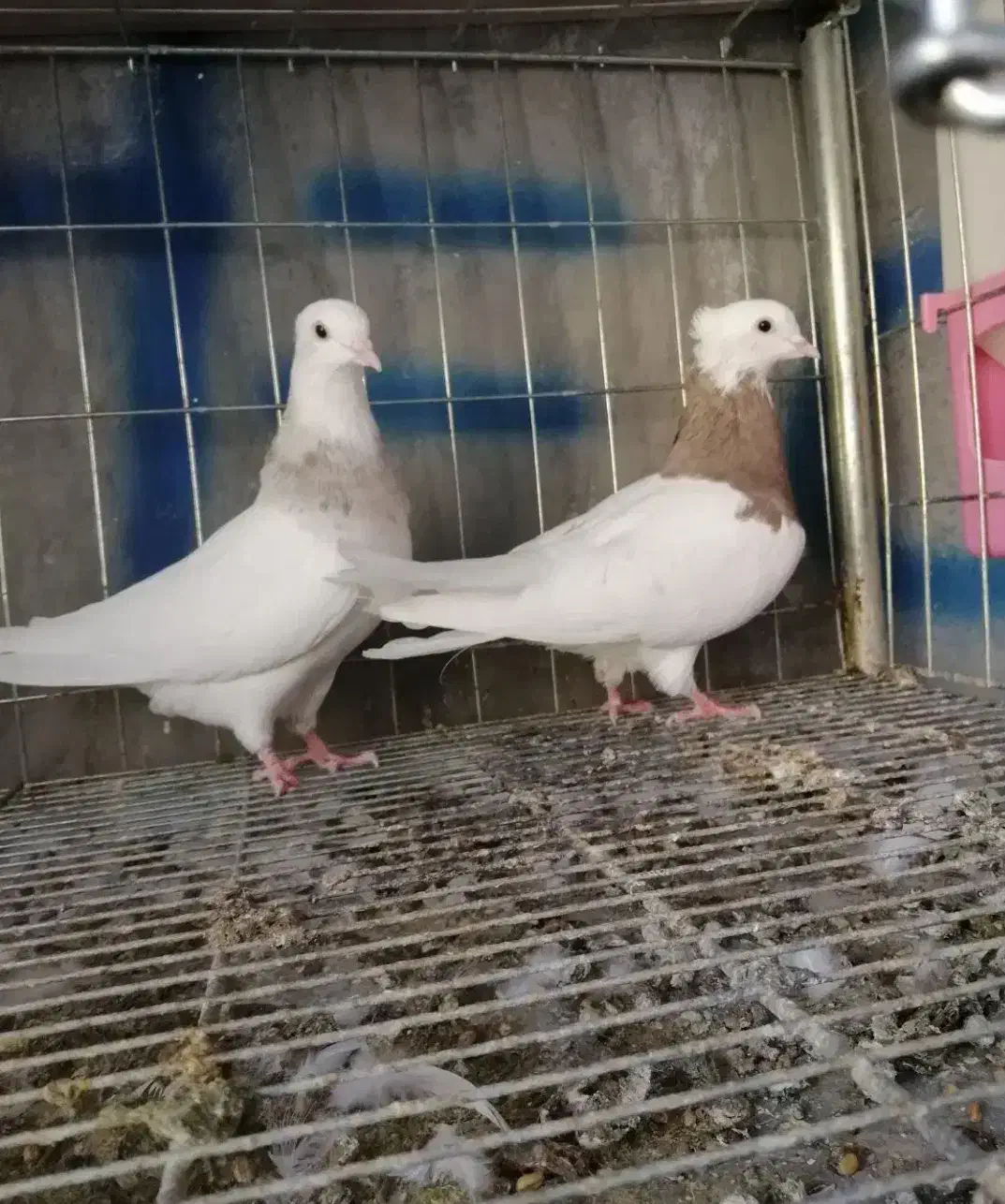 کبوتر پرشی ۳۰ عدد باهم|پرنده|چرداول, |دیوار