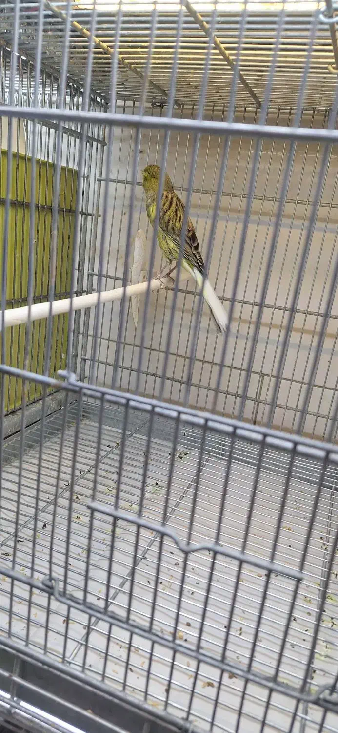قناری نر و ماده رسمی .|پرنده|تهران, پرستار|دیوار