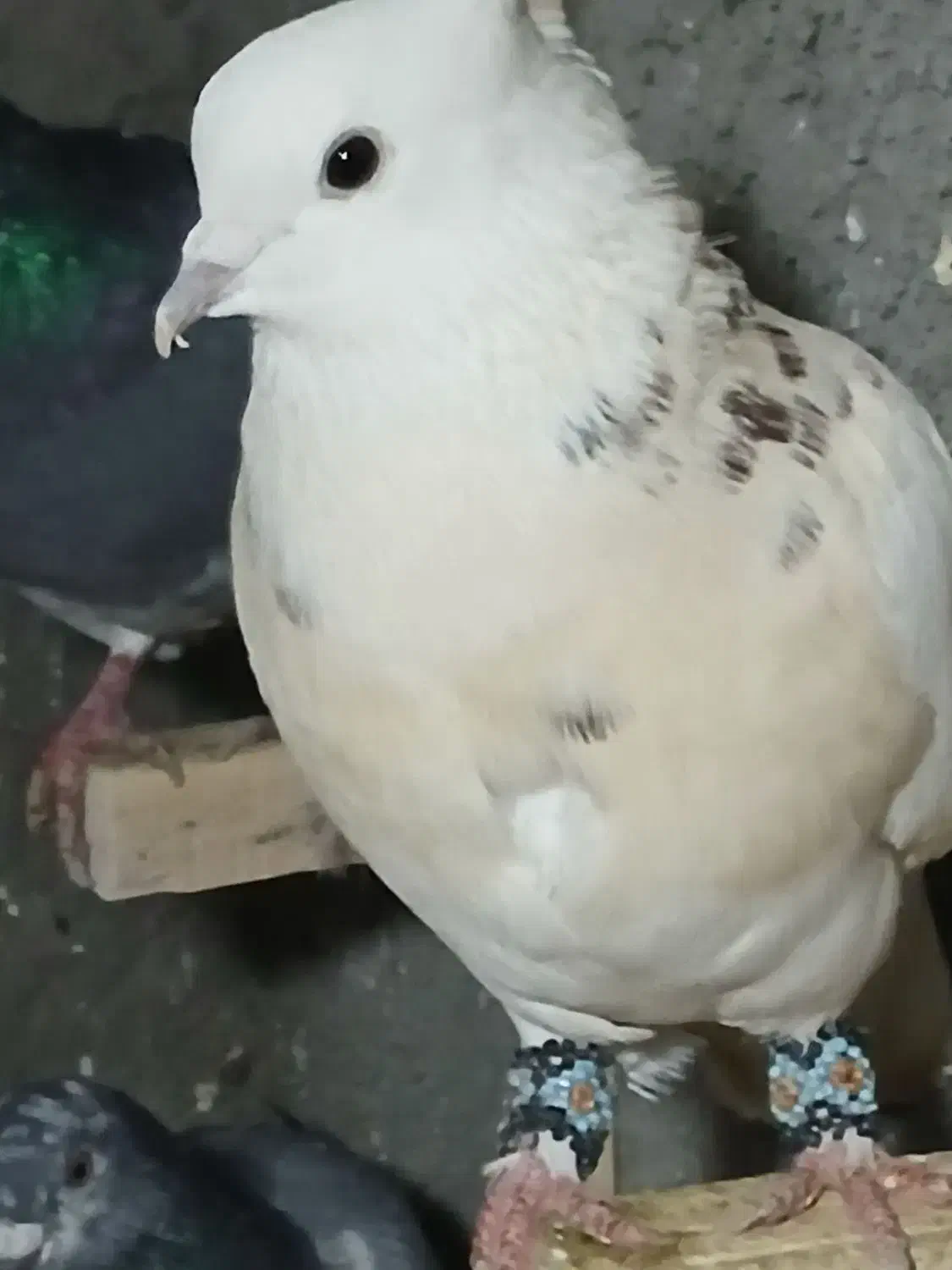 طوق سرور|پرنده|یزد, |دیوار