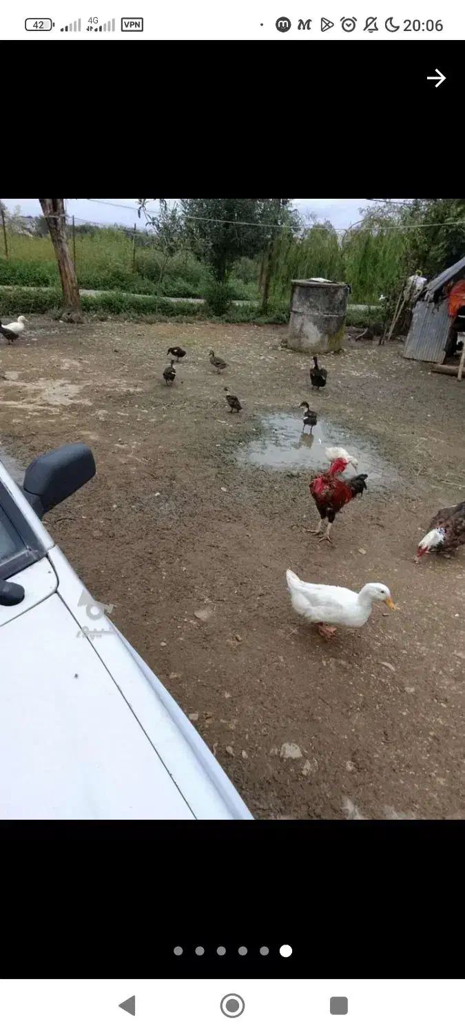 فروش اردک محلی سفید خوشگل بزرگ امساله|حیوانات مزرعه|شفت, |دیوار