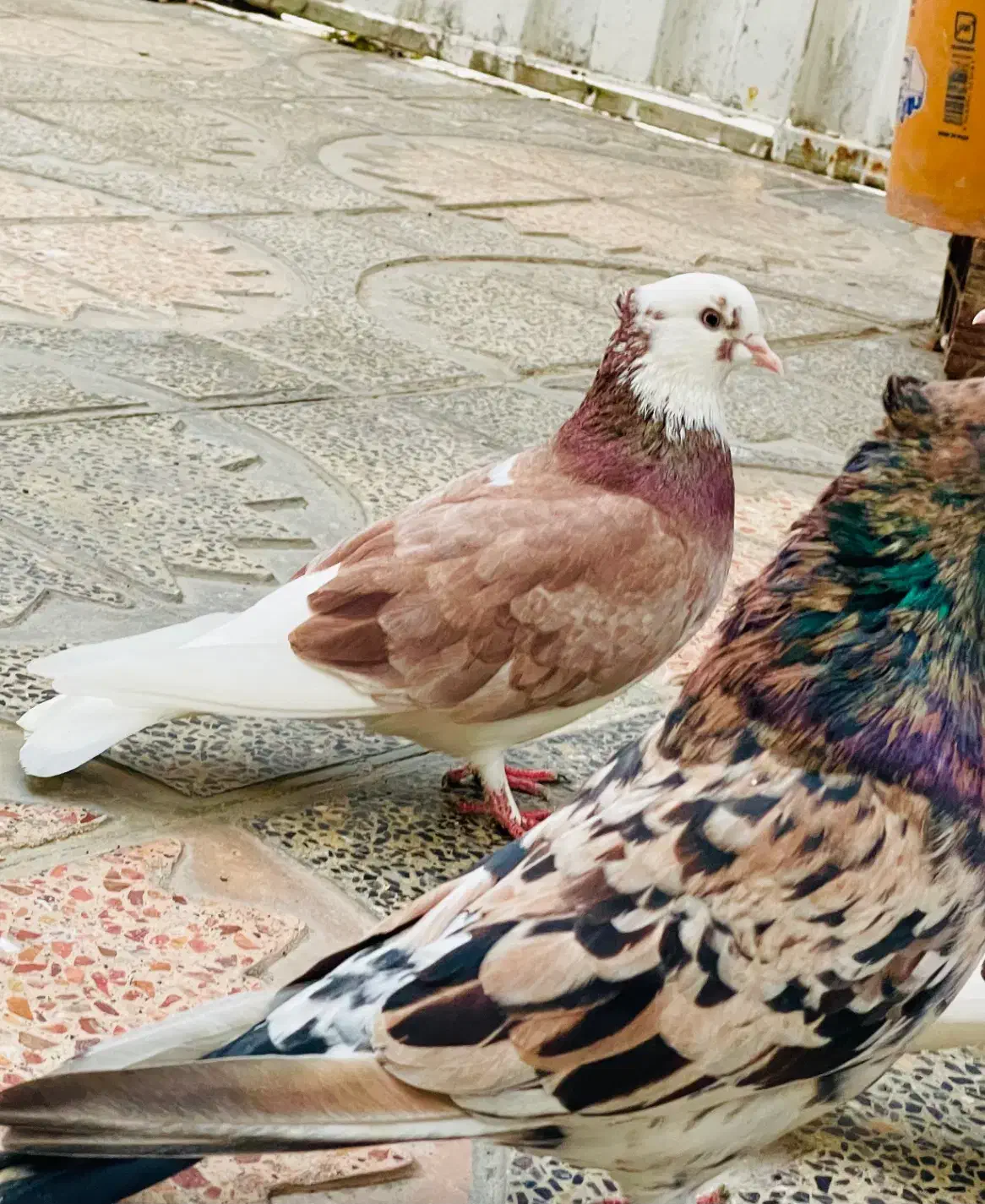 کفتر شازده زرد و هما ماده|پرنده|گرگان, |دیوار