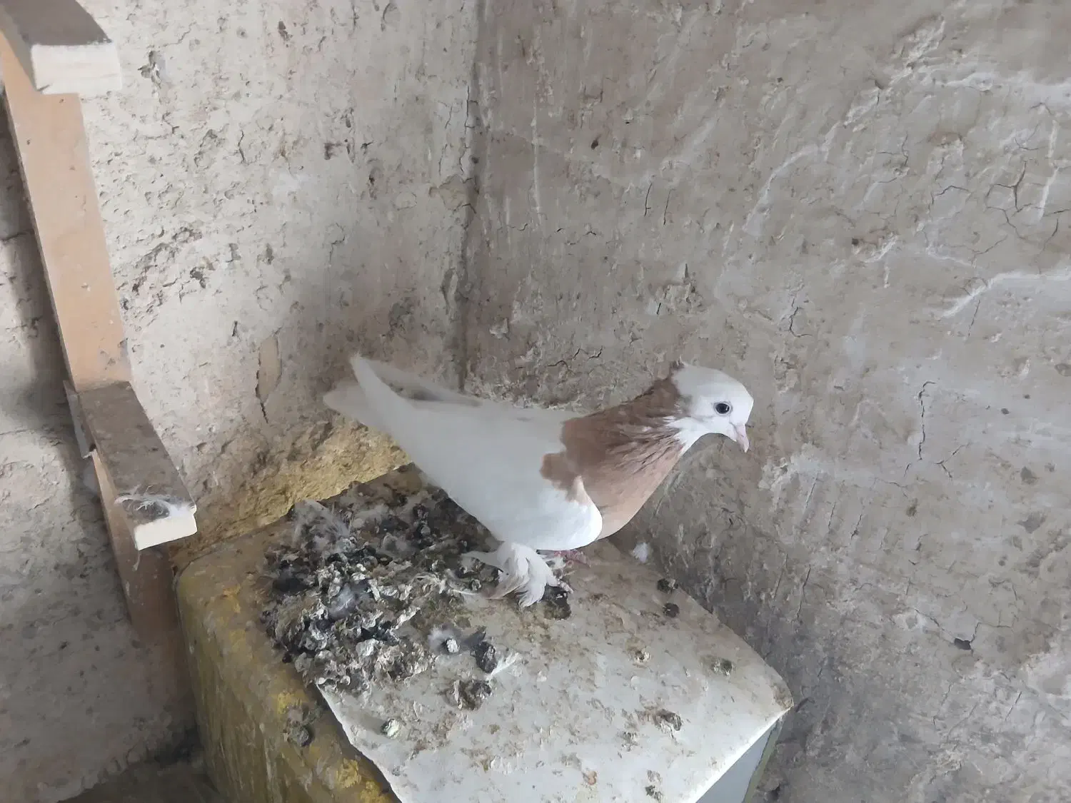 کفتر|پرنده|داراب, |دیوار