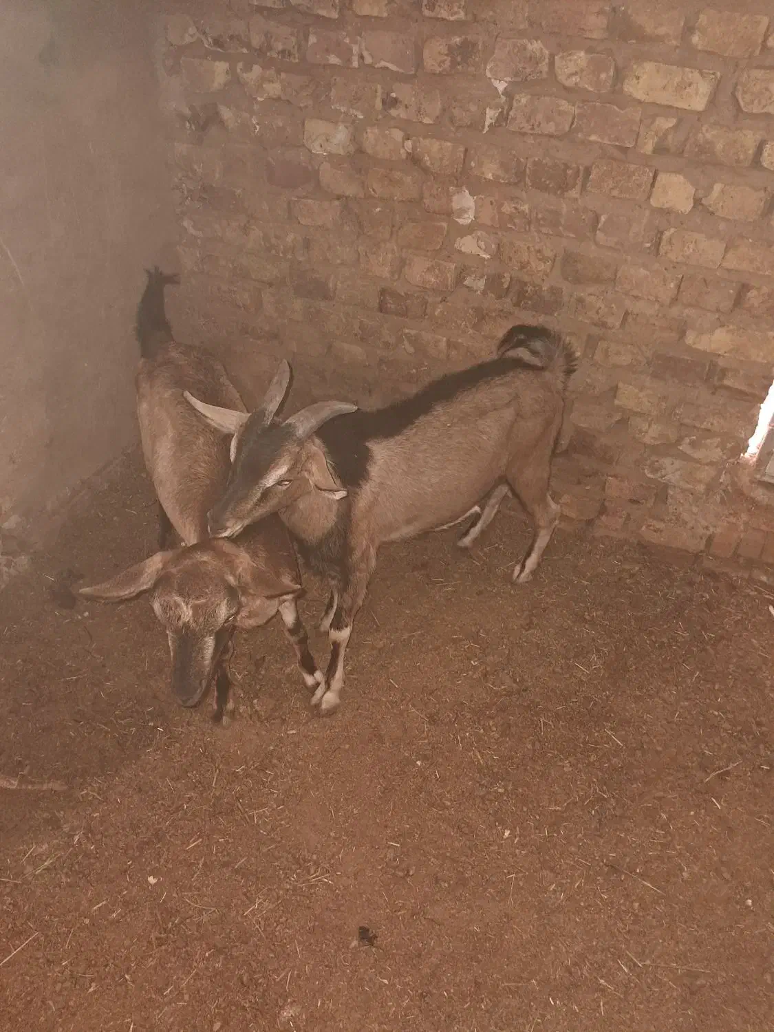 یک جفت کره دورگ الپاین فروشی|حیوانات مزرعه|اردکان, |دیوار