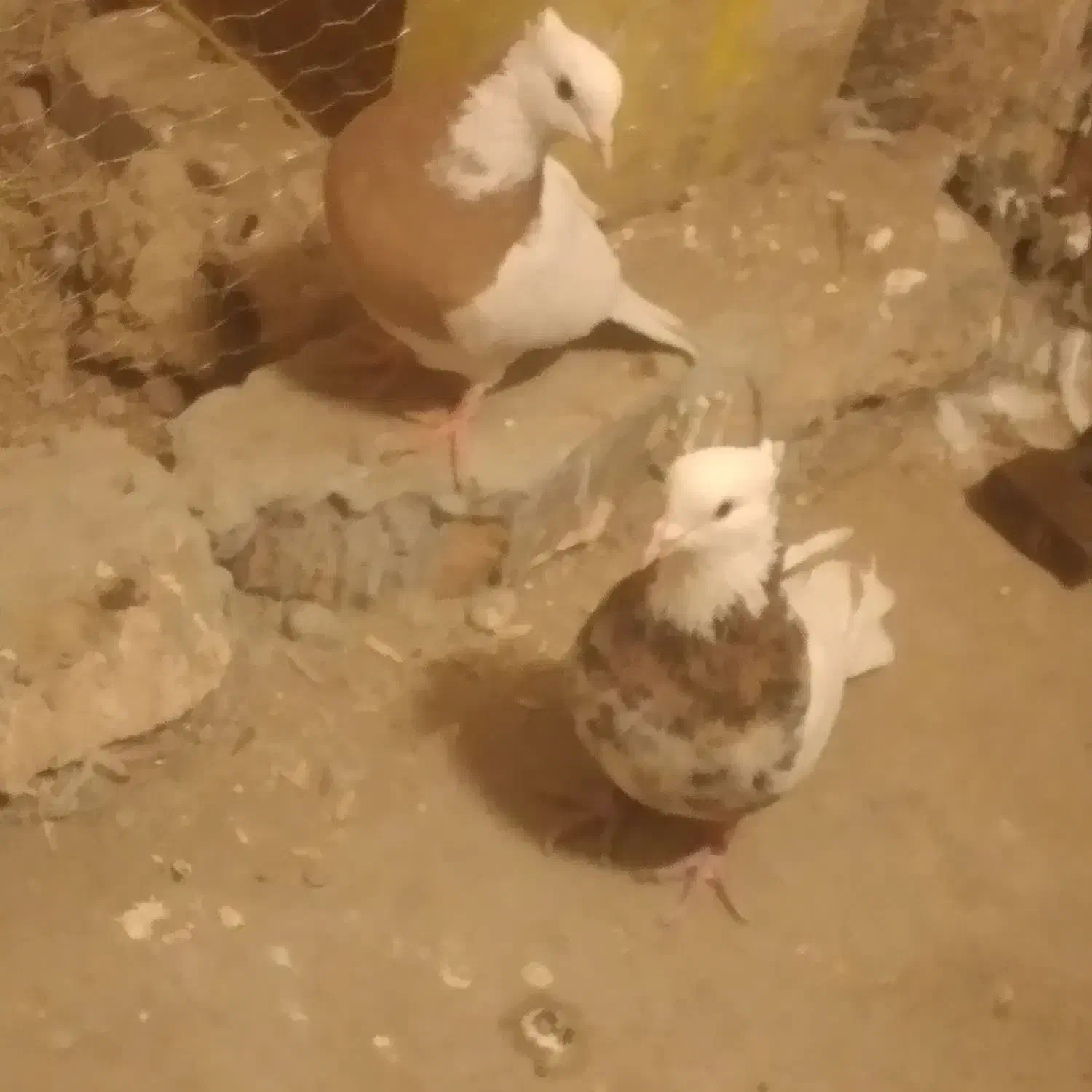 کبوتر|پرنده|نیشابور, دهنو|دیوار