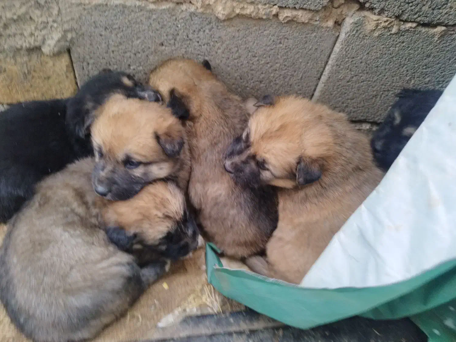 توله سگ|سگ|تهران, فلسطین (میدان انقلاب)|دیوار