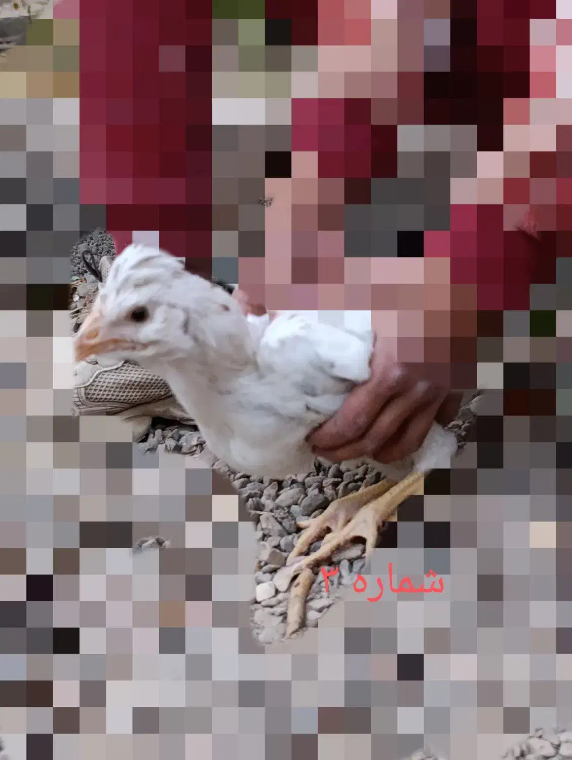 انواع مرغ و خروس نژاددار به همراه توری مرغی|حیوانات مزرعه|زرند, |دیوار