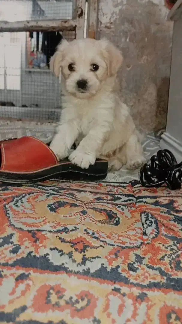 توله شیتزو فلت|سگ|فسا, |دیوار