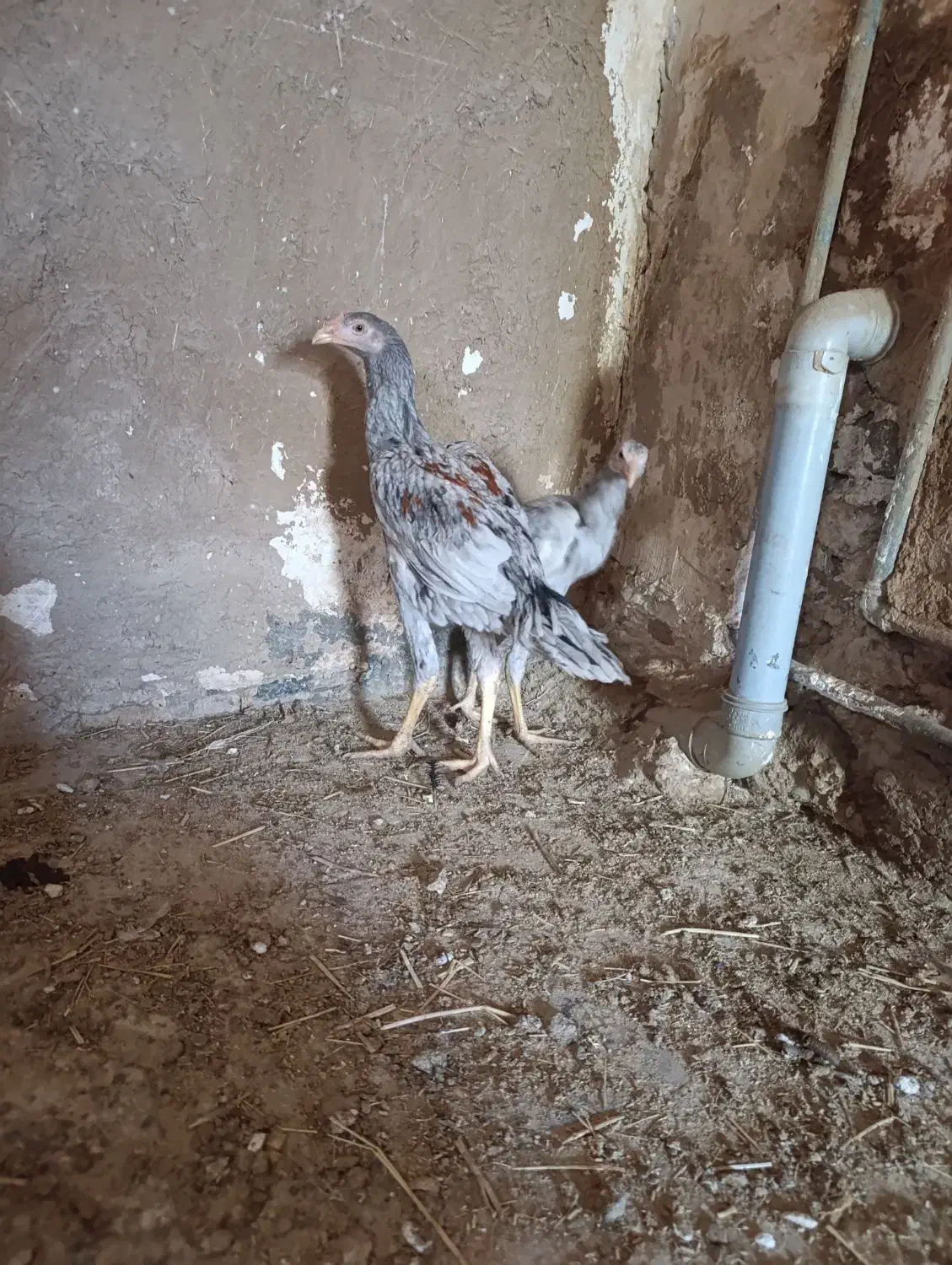 جوجه لاری طوس|حیوانات مزرعه|گالیکش, |دیوار