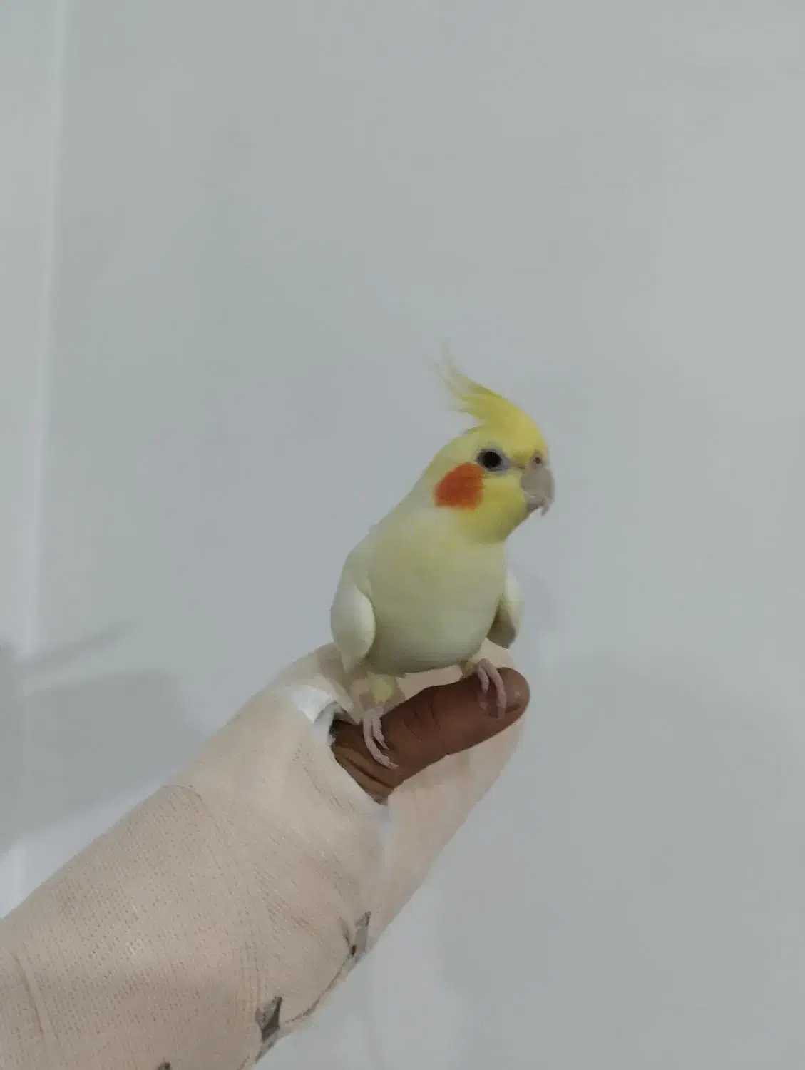 دو جفت عروس هلندی|پرنده|هشتگرد, هشتگرد قدیم|دیوار