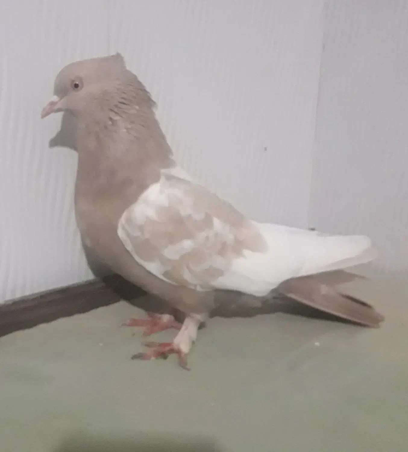 سینه کرمی مرتب|پرنده|شیروان (خراسان), |دیوار