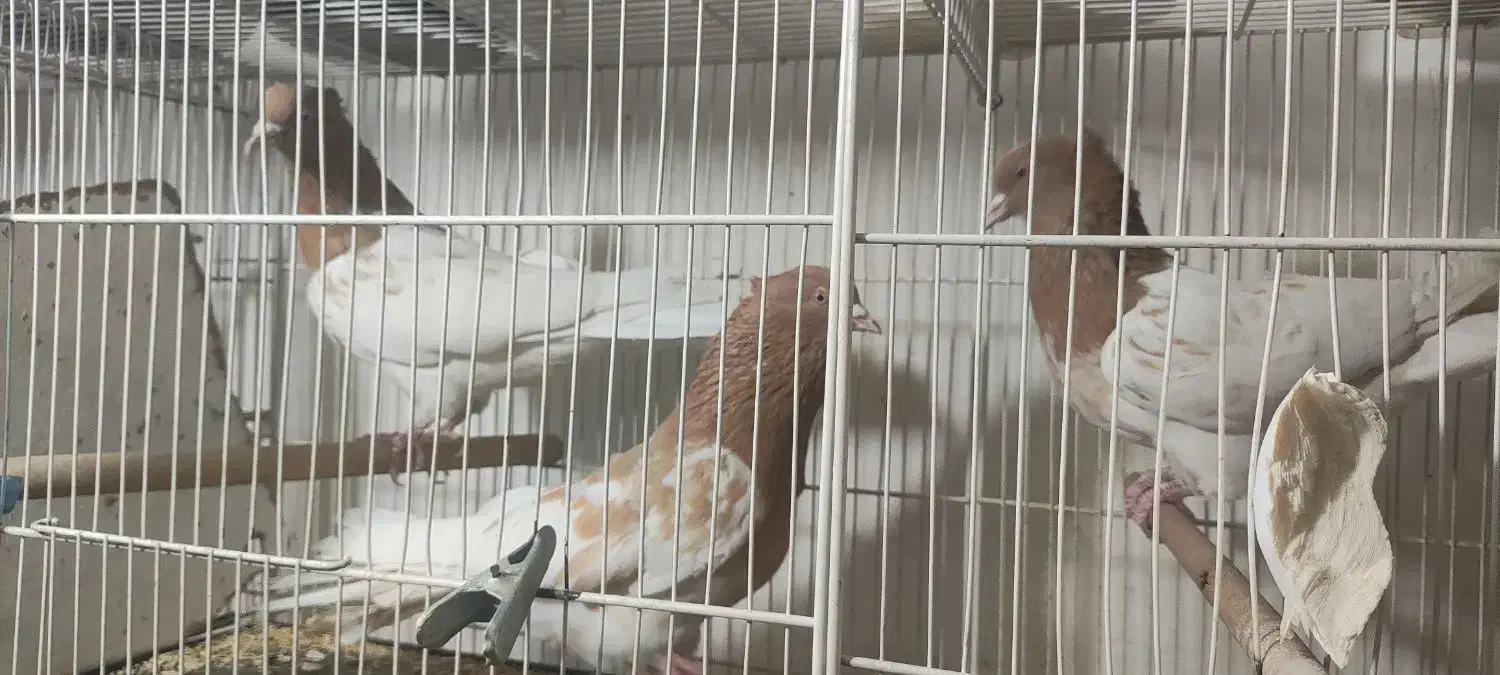 کبوتر رنگه|حیوانات|مشهد, کلاهدوز|دیوار