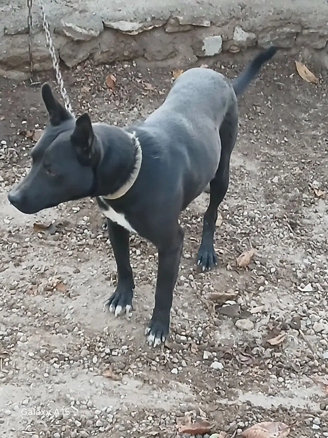 حیوان خانگی جانی|سگ|مشگین شهر, |دیوار