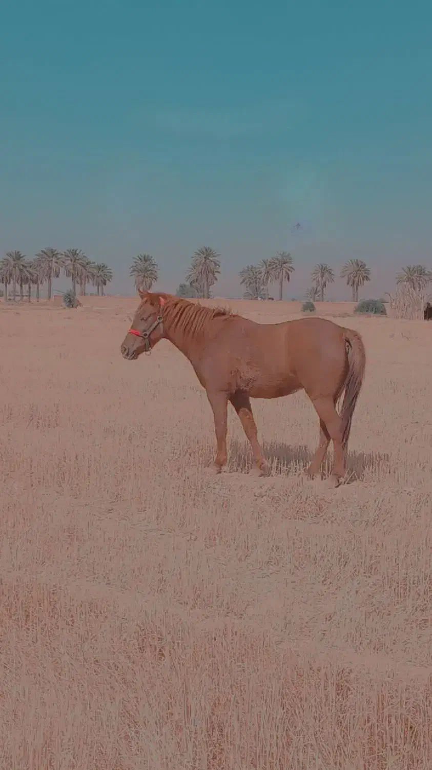 اسب|اسب و تجهیزات اسبسواری|فسا, |دیوار