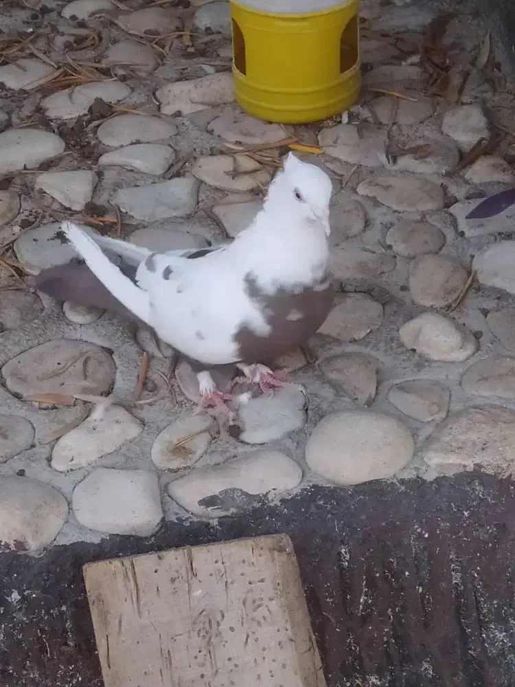 با سلام دمی ماده|پرنده|کوهمره, |دیوار