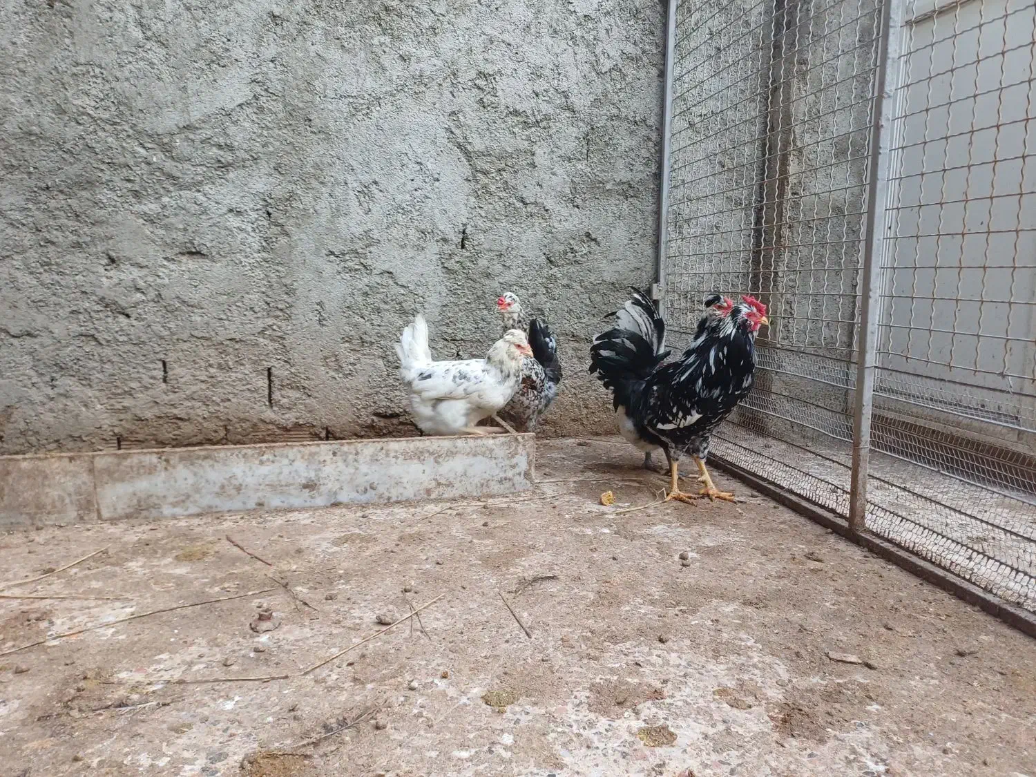 خروس و مرغ گلین|حیوانات مزرعه|ساری, |دیوار