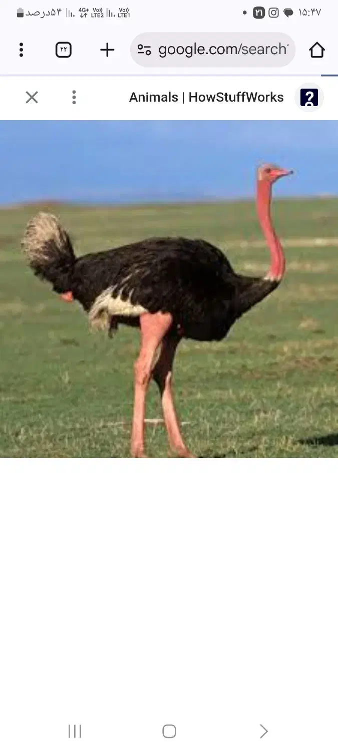 شترمرغ و بوقلمون و مرغ و خروس|حیوانات مزرعه|مشهد, شهرآرا|دیوار