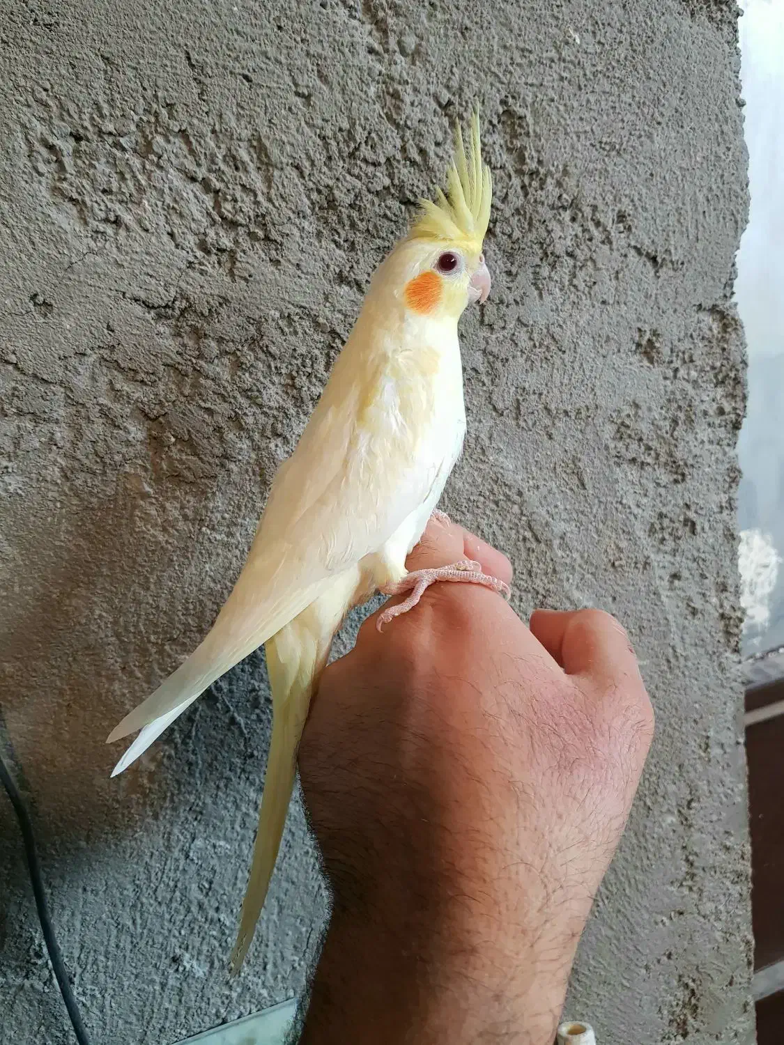 جوجه عروس هلندی لوتینو|پرنده|اسفرورین, |دیوار