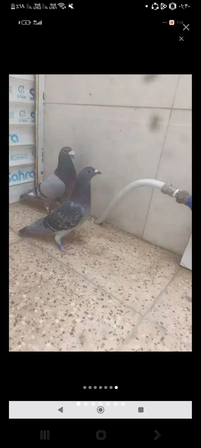 کبوتر|پرنده|نگین شهر, |دیوار