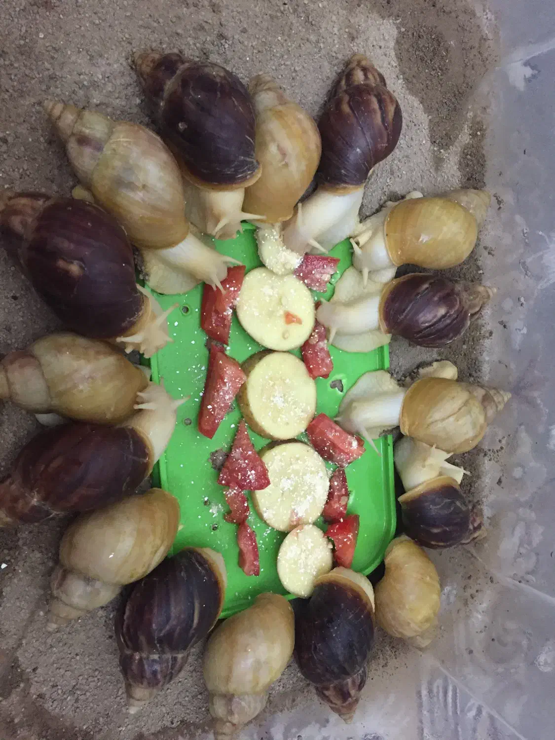 حلزون طبی آچاتینا آلبینو تراپی|خزنده|تهران, راه آهن|دیوار