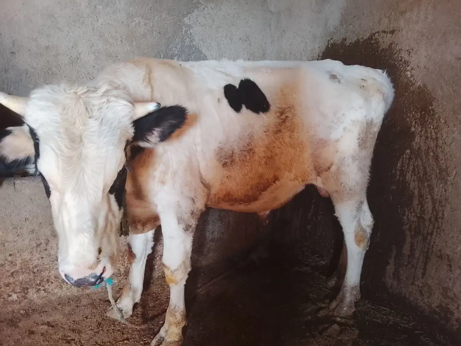 گاو نر سیصد وسی کیلویی|حیوانات مزرعه|تاکستان, |دیوار