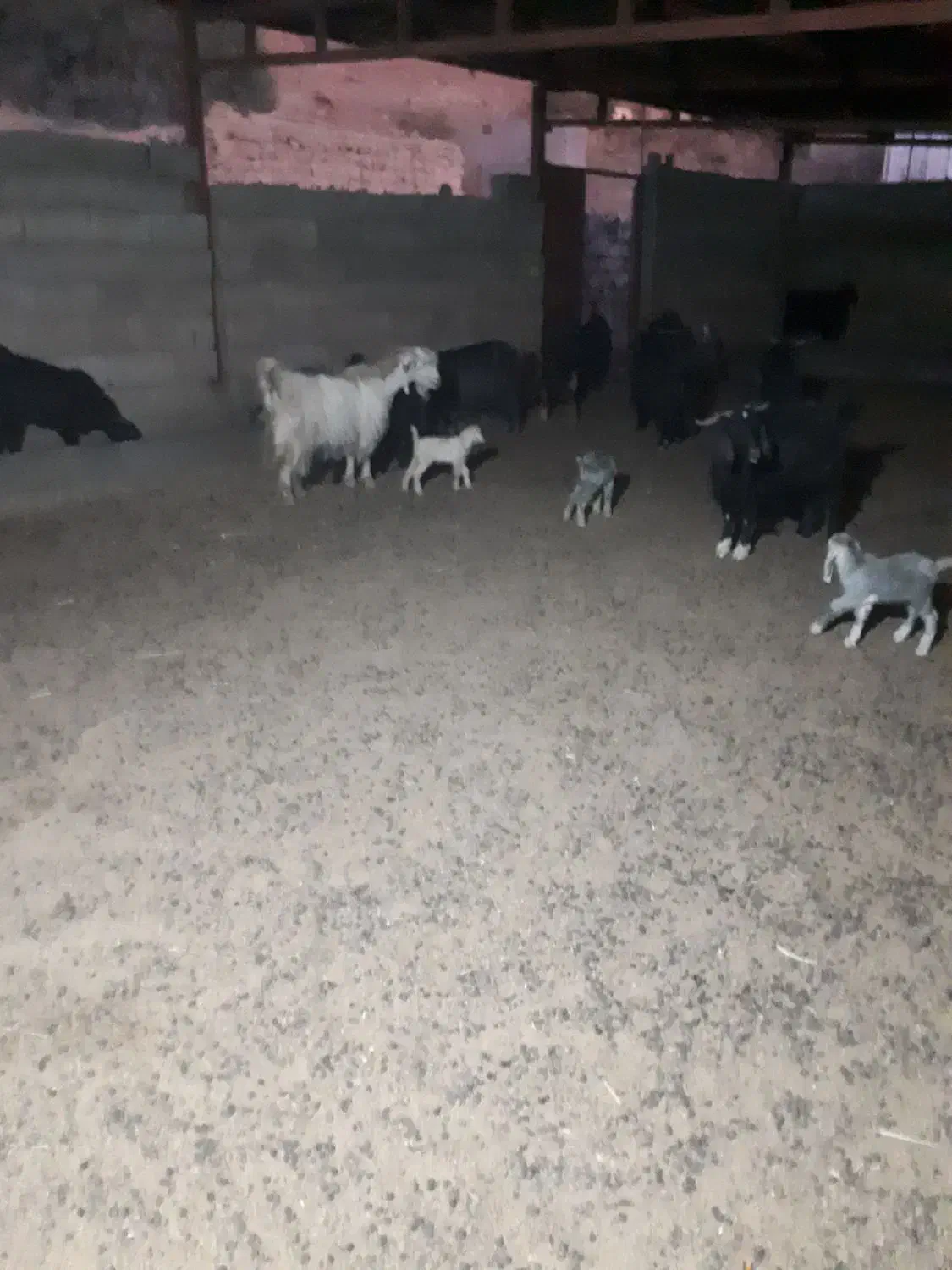 تعداد۳۰ راس بز وبی|حیوانات مزرعه|پلدختر, |دیوار