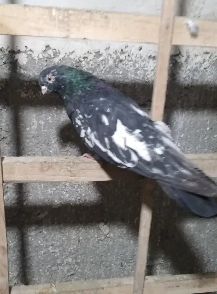 کفتر سرور  نوک ریز ۴۰ سانتی|پرنده|کرج, عظیمیه|دیوار