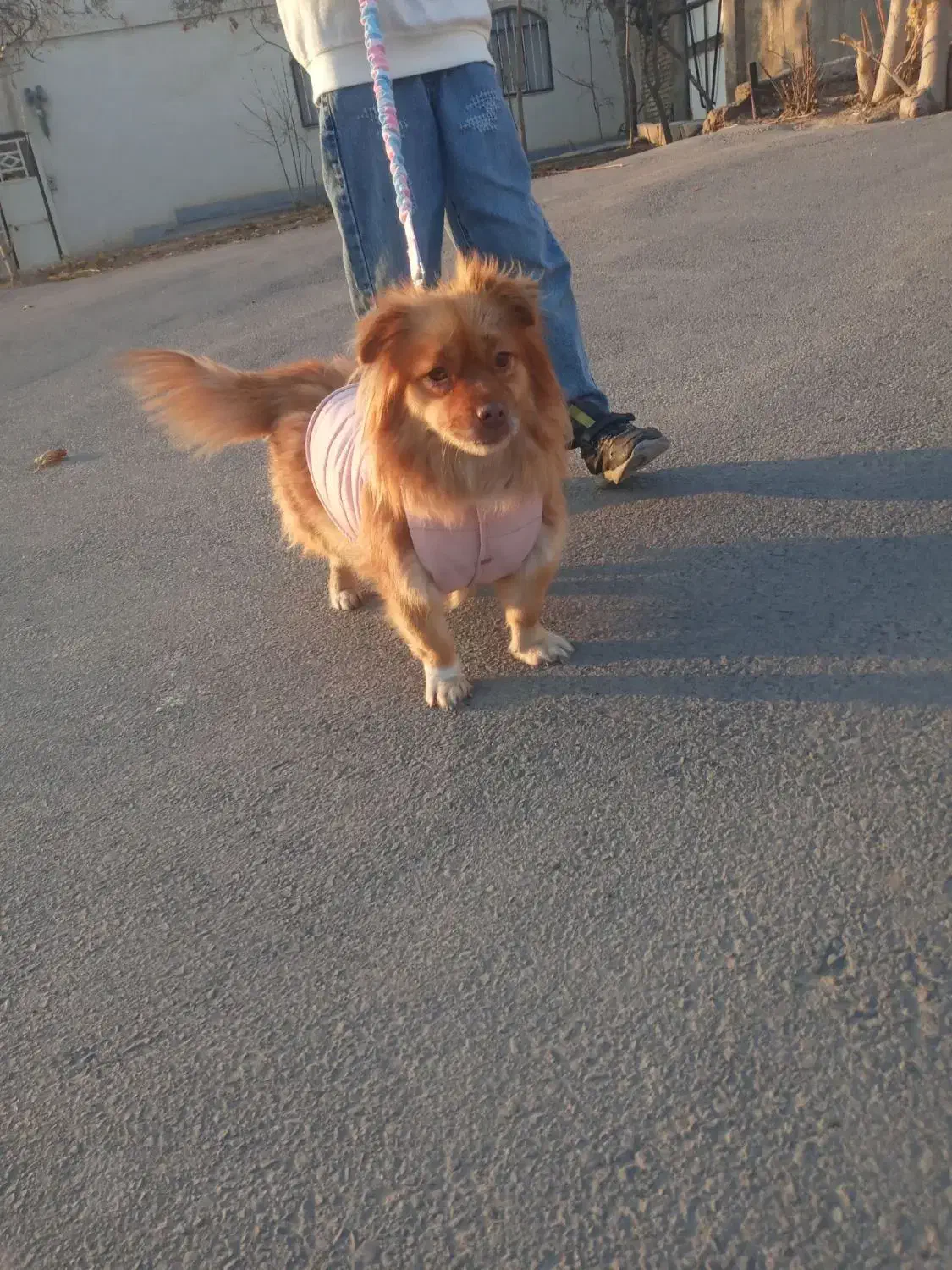 فروش سگ|سگ|آبیک, |دیوار