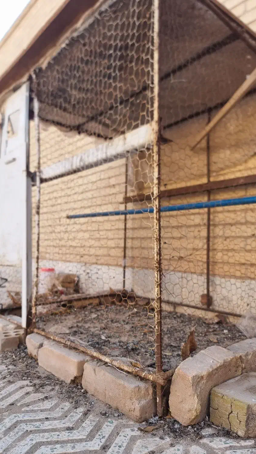 کفتر طوقی|پرنده|زارچ, |دیوار