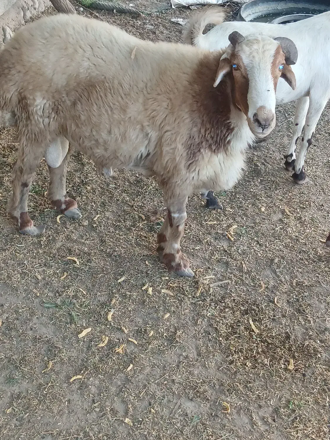 بره نره|حیوانات مزرعه|شمیل, |دیوار