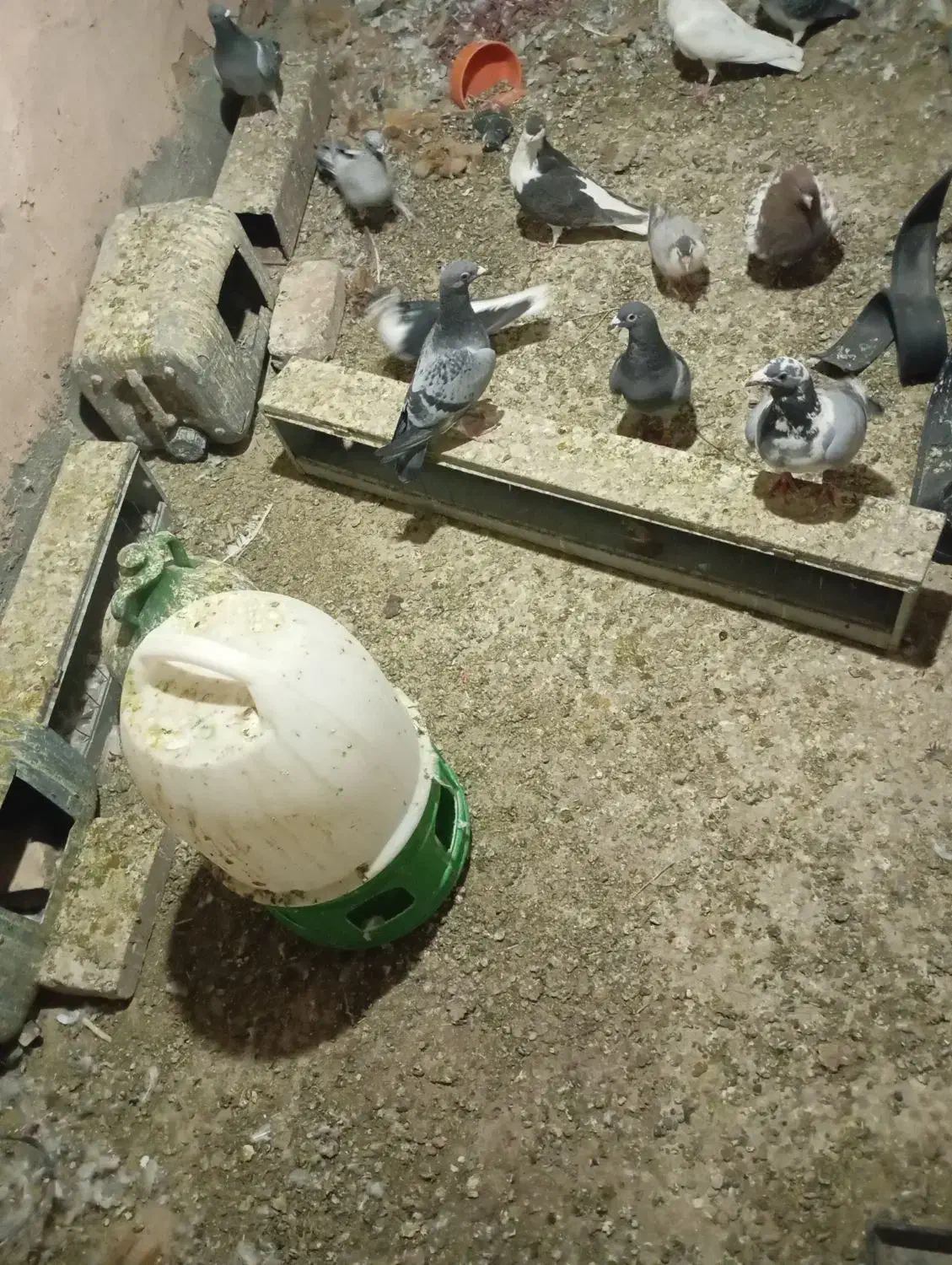 کبوتر|پرنده|عطاملک, |دیوار