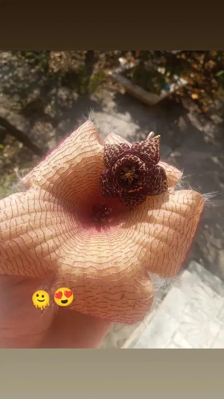 املاک|فروش زمین و ملک کلنگی|مشگین شهر, |دیوار