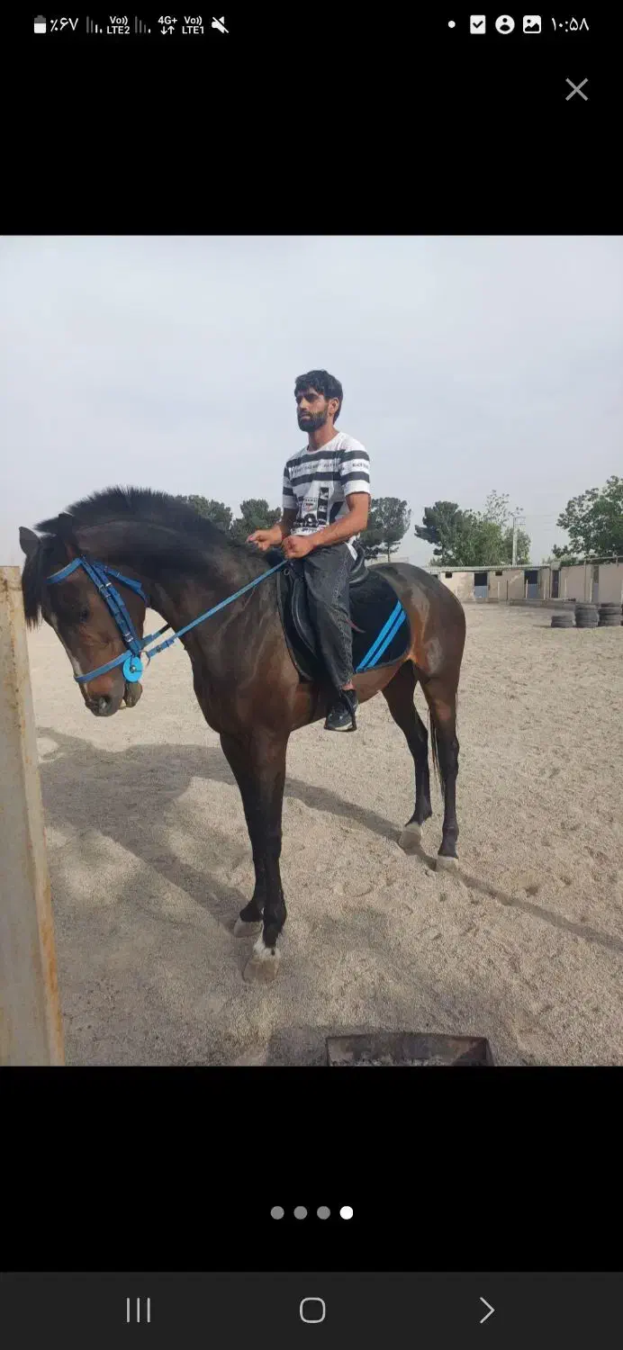 فروش اسب به صورت چکی|اسب و تجهیزات اسب‌سواری|تهران, حر|دیوار
