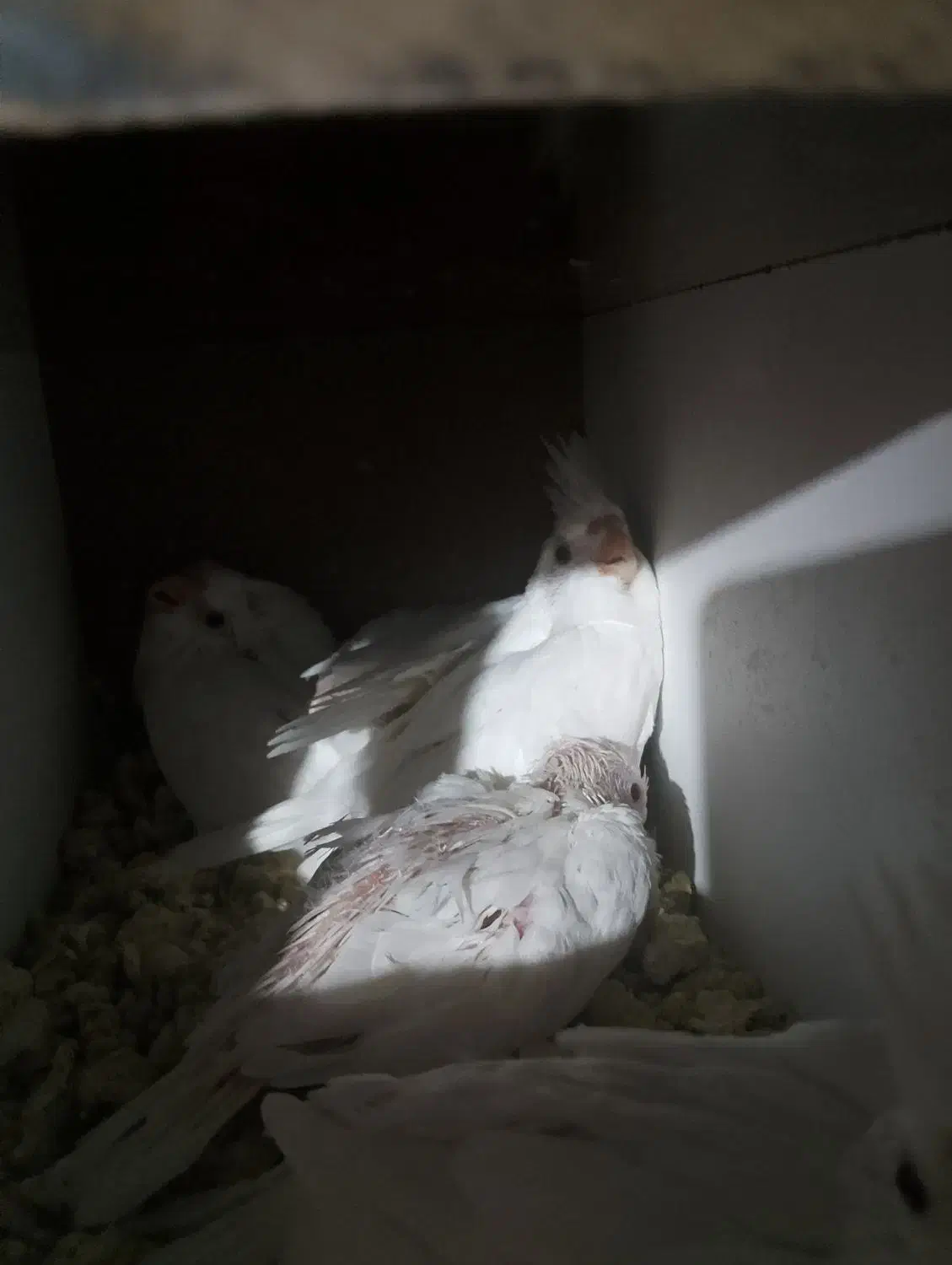 جوجه عروس هلندی و مولد|پرنده|خاش, |دیوار