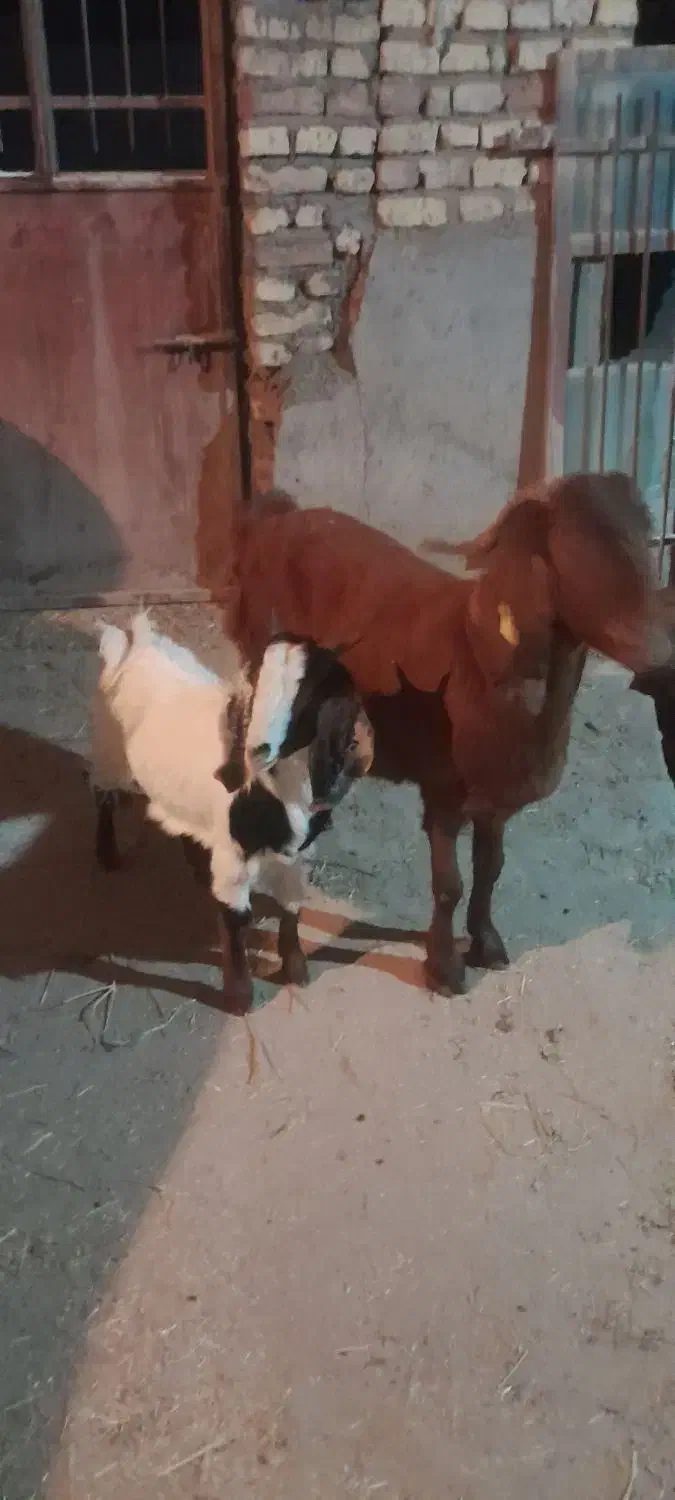 فروش بزوبزغاله|حیوانات مزرعه|شاهرود, |دیوار